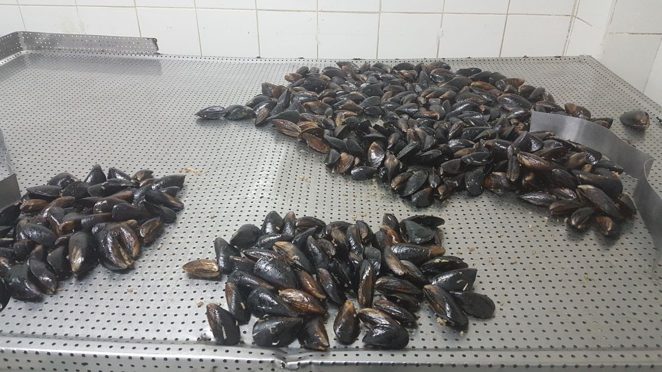 midye-taze midye-taze